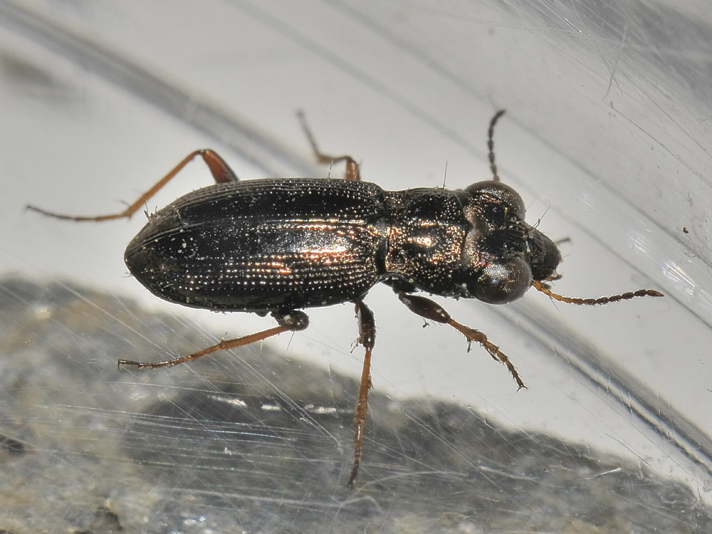 Notiophilus rufipes (cf.) - Carabidae